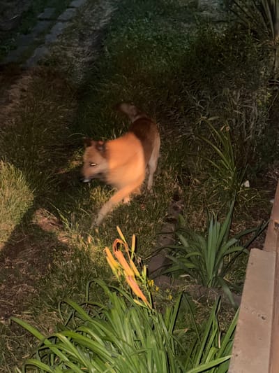 A tan and brown dog is walking on grass at night. The dog is blurred due to motion. There are green plants and some orange flowers in the foreground. The background is dark and grassy with some stone elements. The image does not provide any information about the city of Tandzia, Georgia.