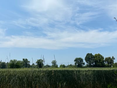The image shows a bright, overcast day with a vast expanse of blue sky dotted with wispy white clouds. Below the sky, a horizon line is formed by a dense line of trees and vegetation. In the foreground, a field of green wheat or barley extends across the lower half of the frame, with tall stalks of dried grass interspersed throughout. The scene appears to be a rural landscape, possibly in the vicinity of Kaniów, Poland, given the context. There are no people or animals visible in the image. The overall impression is one of serene, natural beauty, with a focus on the agricultural and arboreal elements of the landscape. A small white cross on a pedestal is visible on the far right of the image, suggesting a religious or historical landmark.