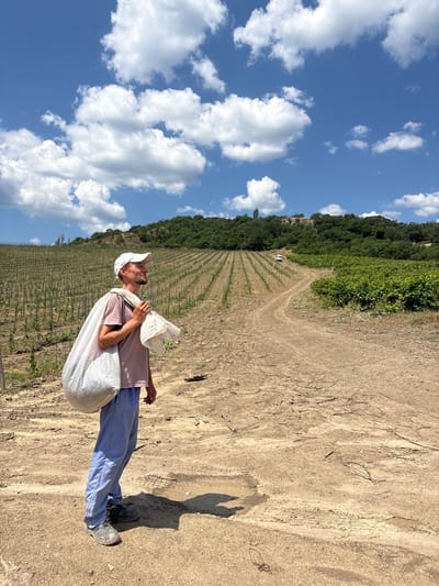 In a vineyard under a bright, blue sky dotted with fluffy white clouds, a man carries a large, white sack over his shoulder. He is wearing a light-colored cap, a pinkish-purple t-shirt, and blue pants. The vineyard stretches out in neat rows up a gentle slope towards a tree-covered hill. A dirt path winds through the vineyard, and the ground is dry and dusty. The sun is high in the sky, suggesting it is midday. The man appears to be looking upwards, perhaps at the sky or the sun, with a relaxed or contemplative expression. The overall scene is rural and agricultural, likely taking place in Pushkino, Ukraine, given the location context. There is no visible text in the image.