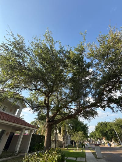 This image depicts a residential street scene in McAllen, United States of America, under a clear blue sky with a visible crescent moon and minimal white clouds. A large, mature live oak tree with dense green foliage dominates the central and upper frame. To the immediate left, a portion of a modern, white-stucco house with a terracotta-tiled roof and angled supporting columns is visible, situated behind a manicured lawn and low green shrubs. A dense green hedge forms a property boundary behind this house. The foreground on the left includes square concrete stepping stones integrated into a grassy area.
Extending into the distance on the right is a paved residential street lined with mature trees, including palm trees and other broadleaf species. A concrete sidewalk runs parallel to the street on the right, featuring multiple rectangular bollards with terracotta-tiled tops. Further down the street, a white sedan is parked, and blue and black refuse bins are visible near the curb. Streetlights with curved arms are present along the road. No individuals or overt actions are depicted. The scene is illuminated by natural daylight.