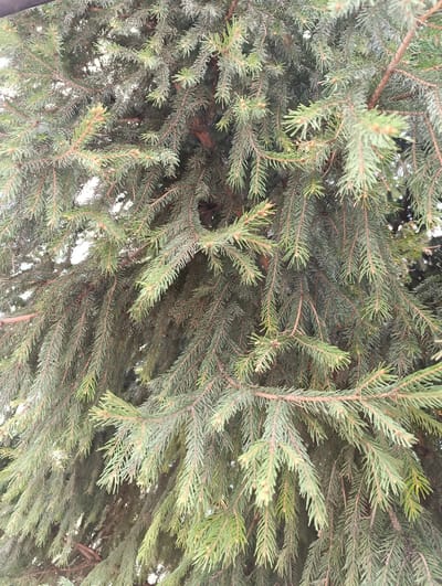 This close-up image showcases the dense, vibrant green foliage of a coniferous tree, most likely a spruce or fir. The frame is entirely filled with numerous overlapping branches covered in needle-like leaves. The needles display a range of green hues, from darker, older growth to lighter, fresher tips, indicating new growth. The underlying branches are reddish-brown, contrasting with the green needles.
No people, animals, or artificial objects are present in the scene. The background, visible through the gaps between the branches, is a bright, diffuse light, suggesting an overcast sky or bright, indirect daylight. There is no specific activity or event occurring; the image is a static portrayal of natural vegetation.
Notable details include the intricate texture formed by the countless needles and the layering of the branches, creating a rich visual depth. The lighting is soft and even, indicating daytime without harsh sunlight. There is no visible text. The location context provided is Novoaleksandrovka, Russia.
