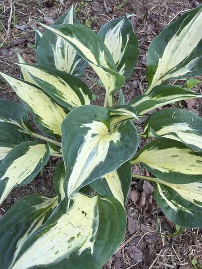 A close-up, high-angle shot shows a variegated hosta plant growing in the ground in Лемболовская Твердыня, Russia. The plant has large, elongated leaves with a dark green margin and a creamy yellow to white center. The leaves are slightly curved and some are beginning to droop. The ground is covered with dry leaves, twigs, and dark brown soil, indicating an outdoor garden setting. There are no people or animals visible in the image.