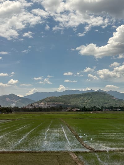 This is a photograph taken in Diên Lạc, Vietnam, during the day. The scene depicts a rural landscape with a clear blue sky filled with scattered white clouds. In the foreground, lush green rice paddies dominate the right side of the image. The paddies are partially flooded, reflecting the sky and creating a shimmering effect. Distinct rows and boundaries are visible within the rice fields, suggesting agricultural activity.

To the left of the rice paddies, a dense line of trees marks the transition to a mountainous terrain. The mountains rise in the background, covered in verdant vegetation. Some structures, possibly houses or small buildings, are nestled among the trees along the foothills. The lighting suggests it is daytime, with the sun casting a soft glow on the landscape. The weather appears pleasant and clear, conducive to outdoor activities and farming. No people or explicit activities are prominently featured, but the presence of the rice paddies implies ongoing agricultural work. The overall mood of the image is tranquil and serene, highlighting the natural beauty of the Vietnamese countryside.