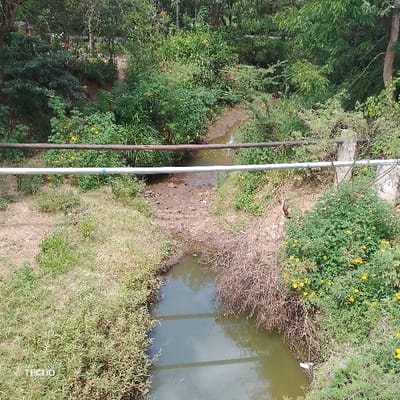 The image displays a narrow stream or gully traversing a vegetated urban or peri-urban area within the Mumbuni North ward, Kenya. The watercourse features murky, light green water in the foreground, flowing into a drier, muddy section further back, indicating varied water levels. The banks are covered with a mixture of green grasses, dense shrubs, and scattered dry, thorny brush. Notably, several shrubs with distinct yellow flowers are prominent on both sides of the watercourse, particularly on the right bank.
Two pipes run horizontally across the scene in the mid-ground. The upper pipe appears dark-colored, possibly metal, while the lower pipe is lighter, consistent with PVC or a similar material. The lighter pipe is supported on the right by a weathered concrete post. Beyond the immediate banks, dense green tree canopy forms the background, suggesting a wooded or heavily vegetated environment. No individuals, animals, or discernible human activities are visible within the frame. The overall impression is a natural water channel partially integrated with local infrastructure and dense plant growth.