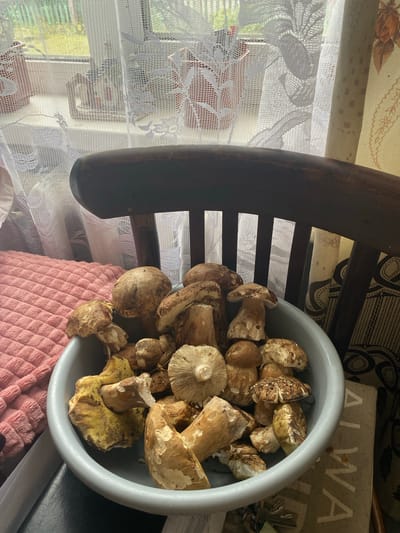 A still life arrangement of freshly picked wild mushrooms is displayed in a light gray plastic basin. The basin is positioned on a piece of beige fabric with dark circular patterns and lettering. To the left of the basin is a soft, pink, textured blanket draped over what appears to be a chair. Behind the basin, a dark wooden chair back is visible. Through a sheer white lace curtain in the background, a window can be seen with foliage and sunlight filtering through. The scene is indoors, likely in a home in Ihnatpil, Ukraine.
