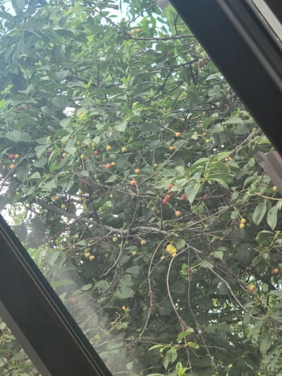This is a close-up, downward-facing photograph of a tree laden with ripe cherries. The branches are dense with green leaves and are dotted with small, round cherries in various stages of ripeness, ranging from yellow-green to bright red. Some branches are bare, showcasing a network of thin twigs. The scene is viewed through what appears to be a window or a skylight, indicated by dark, thick frames at the top and right edges of the image, which partially obscure the view of the tree. The lighting suggests it is daytime, with the bright sky visible through the foliage and branches. The overall impression is of a lush, natural scene framed by artificial structures. The image does not contain any visible text, people, or specific location cues beyond the tree and its fruit.
