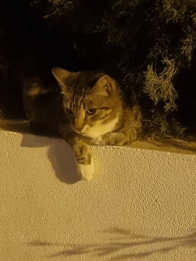 A tabby cat with a white paw is resting on a textured, light-colored wall at night. The cat is looking downwards with its paws tucked beneath it, and its tail is curled up beside its body. Behind the cat, dark foliage is visible against a black background. The scene is illuminated by a warm, yellow light source, casting shadows on the wall. The location is identified as Aguamarina-sector A1, Spain.