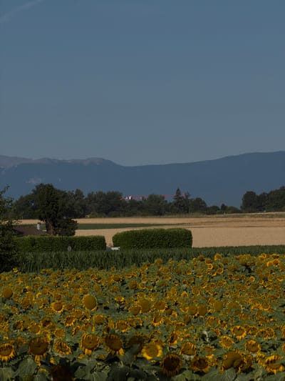 This is a landscape photograph taken on a clear, sunny day. The foreground is dominated by a vast field of sunflowers, their yellow petals and dark centers filling the lower half of the frame. The sunflowers are densely packed, with their heads generally facing upwards and outwards.
Behind the sunflower field, a neat, dark green hedge runs horizontally across the image. Beyond the hedge, a field of golden crops, likely wheat or barley, is visible. Further in the distance, a line of trees forms a dark green band, interspersed with a few taller, darker trees. Above the trees, two large, red cranes are visible against the backdrop of a hazy, blue mountain range that stretches across the horizon. The sky is a clear, pale blue, with no clouds.
The scene appears to be in a rural area, likely on the outskirts of Veigy-Foncenex, France, given the context. The overall impression is one of a peaceful summer day in the countryside, with agricultural fields and natural landscapes. There are no people or animals visible in the image. The lighting suggests it is daytime, with the sun casting shadows and illuminating the fields.