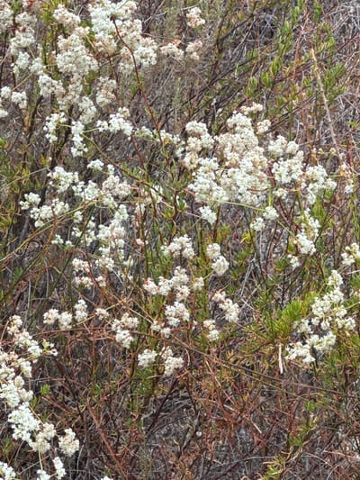 The image shows a dense cluster of white flowers on a bush with thin, reddish-brown branches and green leaves. The background consists of dry, brown vegetation and some gray-toned grasses. The scene appears to be in a natural outdoor environment. The image does not contain any people or actions. The exact location in Santa Clarita, USA, cannot be determined from the image alone.