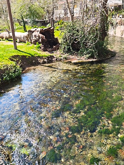 The image presents a sunlit, clear-water stream in Agia Varvara Park, Drama, Greece. The foreground features the shallow, rippled water, revealing a riverbed composed of diverse pebbles, rocks, and patches of vibrant green aquatic vegetation. Sunlight creates bright glints across the water's surface.
On the left bank, a grassy area slopes down to the water's edge. A vertical wooden pole stands prominently. To its right, two large, light-colored, stylized animal sculptures, resembling rhinos, are situated on the grass. Adjacent to these sculptures is a substantial, dark, organic-shaped formation, possibly a gnarled tree stump or a large rock cluster.
In the midground, a small landmass forms an island in the stream, densely covered with green ivy-like foliage and featuring a tree with multiple bare branches. Beyond this, the background reveals more deciduous trees, some with nascent green leaves. On the far bank to the right, buildings are partially visible through the trees, one displaying a faint Coca-Cola sign, with a concrete embankment forming the waterside. A wooden structure is faintly discernible through trees on the far left bank. No individuals are present in the scene.