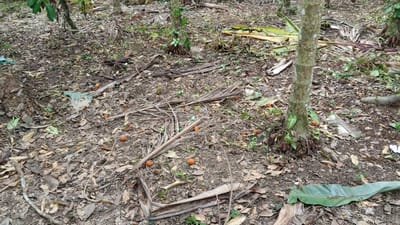 The image depicts a forest floor in Meunasahuket, Indonesia, covered with a thick layer of fallen leaves, twigs, and dried palm fronds. Several small, orange fruits are scattered across the ground, some nestled among the debris. A medium-sized tree with visible roots grows from the center-right of the frame, its bark textured and partially covered in green vines and leaves. In the background, more trees and dense foliage are visible, suggesting a natural, uncultivated environment. The lighting indicates it is daytime, with sunlight filtering through the canopy. There are no people or animals present in the image. The ground is uneven and composed of dark soil and organic matter.