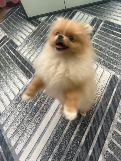 A fluffy Pomeranian dog, mostly cream-colored with some tan markings, stands on its hind legs on a patterned rug. The dog's mouth is open, and its tongue is visible. The rug has a geometric design of alternating dark gray and white stripes, with some speckling within the dark gray areas. In the background, a blurry white object, possibly furniture, is visible. The image appears to be taken indoors. No specific location in Boboshevo, Bulgaria, can be determined from the visual information provided.