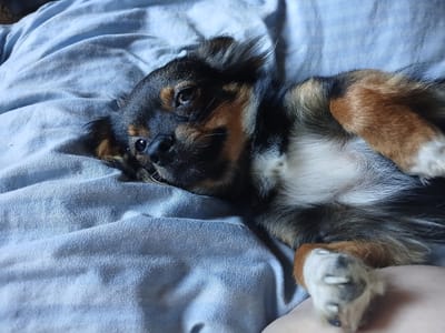 A tri-colored dog with black, tan, and white fur lies on its back on a crumpled light blue blanket. The dog's eyes are open, and it appears to be resting or relaxed. The dog's paws are visible, with the front right paw resting on what appears to be a person's leg or arm. The background consists entirely of the blanket, with no other objects or environmental features clearly visible. There is no specific information about the location in Chutove, Ukraine.