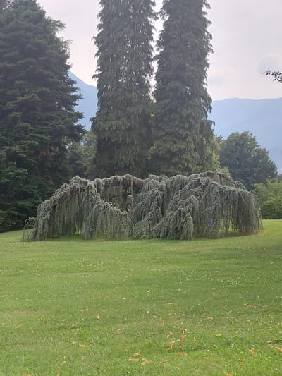 The image depicts a large, weeping evergreen tree with cascading branches, centrally located on a well-maintained grassy lawn. The tree's unique shape creates an arch-like structure. In the background, several tall, mature evergreen trees stand, and beyond them, distant mountains are visible under a cloudy sky. The lawn is dotted with small white flowers and fallen brown leaves. The overall setting appears to be a park or a botanical garden. While the image itself doesn't explicitly identify Levico Terme, Italy, this type of landscape is consistent with the mountainous region of Trentino.