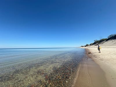 A wide-angle shot captures a serene beach scene under a clear, vibrant blue sky. The foreground is dominated by the shallow, crystal-clear water of a calm sea, revealing a bed of smooth, multicolored pebbles. The water's edge gently laps onto a sandy shore. In the mid-ground, a person wearing a blue shirt and beige shorts stands on the sand, holding a yellow bag. Beside the person, a small, fawn-colored dog with a darker face, possibly a French Bulldog, is sniffing the ground. The background features rolling sand dunes covered in sparse vegetation, with a few bare tree branches visible on the crest of the dune. The horizon line where the water meets the sky is sharp and clear. This appears to be a tranquil day at a coastal location, possibly in the city of Lesnoy, Russia, known for its beaches along the Gulf of Finland.