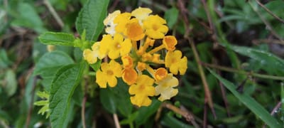 A close-up, eye-level shot showcases a cluster of small, bright yellow flowers with some white tinges, appearing wet from recent rain. The flowers are clustered on thin stems, with some petals showing a delicate, slightly translucent quality. They are surrounded by lush green leaves and stems, some of which are blurry in the background, indicating a shallow depth of field. The overall scene is a natural outdoor environment, likely a garden or wild area in Aneukgalongtiti, Indonesia. The lighting is soft and diffused, consistent with overcast or post-rain conditions. No people or animals are visible in the frame. The image composition focuses intently on the floral subject, highlighting its intricate details and natural beauty.