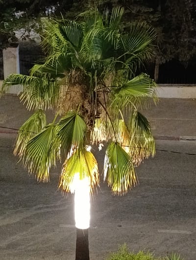A bright white streetlight illuminates the lower portion of a palm tree in Nablus, Palestinian Territories. The palm tree has green fronds, some of which are partially illuminated by the streetlight, casting a yellow glow. The tree is positioned outdoors, likely on a street, with a dark background of trees and a building visible behind it. The ground appears to be asphalt, with white lines suggesting a road or parking area. The lighting suggests the image was taken at night.