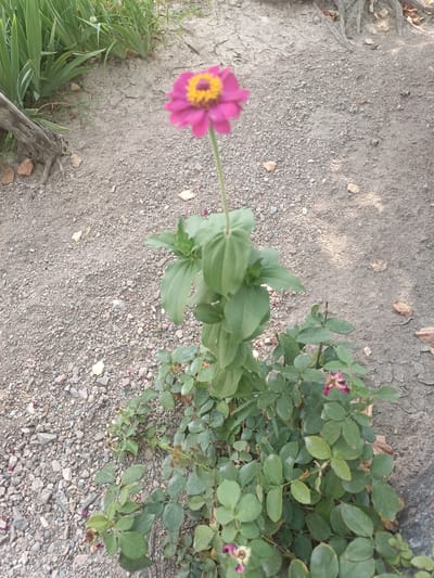 A single, bright pink zinnia with a yellow center blooms on a tall, green stem. The flower is the focal point, positioned slightly to the left of the center of the frame. Below the zinnia, a dense bush of green, leafy plants, possibly roses, with a few wilting reddish-pink flowers, occupies the lower portion of the image.
The background consists of dry, cracked earth mixed with small, grey pebbles and gravel. A few fallen leaves are scattered across the ground. To the left, tall, green, blade-like plants suggest a garden edge or a patch of grass. A gnarled piece of wood with visible roots rests on the ground near the green plants. The lighting suggests it is daytime, with some shadows indicating natural light. The scene appears to be an outdoor setting, likely a garden or yard in a dry climate, given the cracked earth and pebbles. No people or text are visible in the image. The overall impression is a snapshot of a garden in a somewhat arid environment.