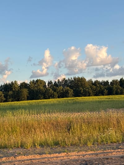 The image depicts a rural landscape in Belarus during what appears to be the late afternoon or early evening, as indicated by the warm, golden light illuminating the scene. The sky is a clear, pale blue, dotted with fluffy white clouds that are catching the sunlight.
The foreground is dominated by a vast, open field. The left side of the field is a lush, vibrant green, suggesting a mown or recently planted area. To the right, the field transitions into a taller, golden-brown grass, likely a hayfield or a more natural meadow, with small white wildflowers interspersed throughout. The texture of this grass is softened by the distance and the lighting, giving it a somewhat impressionistic quality.
A dense line of dark green trees forms a natural border along the edge of the field, creating a stark contrast with the sky and the grassy expanse. The trees are tightly packed, their foliage appearing rich and full, suggesting a mature woodland.
To the far right of the image, a strip of textured, earthy ground is visible. This area appears to be a dirt path or a rough track, possibly a road or the edge of another field, with visible tire tracks or disturbances in the soil.
There is no discernible activity or event taking place in the image; it is a static landscape capturing a moment of natural beauty. The overall emotion conveyed is one of tranquility and natural serenity, typical of a peaceful rural setting. No text is visible in the image.