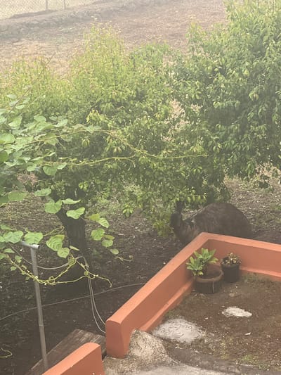 A black cat is partially visible among green foliage. The cat's back and tail are the most prominent parts of its body, with its head obscured by the leaves. The cat is positioned near a large, terracotta-colored planter that contains two smaller potted plants. The planter is filled with dark soil, and some scattered white debris is visible on the ground around it.

The setting appears to be an outdoor area with a variety of plants, including dense green bushes and a tree with climbing vines. The ground is covered in soil and some dry leaves. In the background, a chain-link fence can be seen. To the right of the planter, a concrete surface and a wooden beam are visible. The overall impression is of a garden or backyard environment.

There is no specific activity or event clearly depicted, other than the presence of the cat in the vegetation. The time of day is not discernible, and the weather appears to be overcast or hazy, as suggested by the diffused light and slight fogging in the image. No emotions are conveyed by the visible subjects. There is no visible text in the image. The location context of La Orotava, Spain, is provided but not visually evident within the image itself.