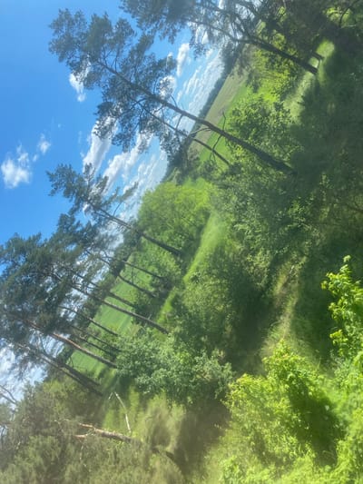 The image shows a landscape likely located in Pidluky, Ukraine, given the query context. The foreground is dominated by a pine forest with tall, slender trees reaching upwards, their dark green foliage contrasting with the bright blue sky speckled with white clouds visible through the branches. Beyond the forest, there's a grassy field or meadow, transitioning into a denser area of green foliage, possibly another section of forest or thick shrubbery. The overall scene suggests a natural environment with a mix of open space and woodland.
