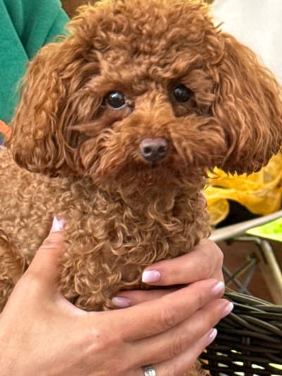 A close-up, waist-up shot shows a person's hands gently holding a fluffy, reddish-brown poodle puppy. The puppy's curly fur covers its face and body. Its dark eyes are visible, and its nose is a dark brown. The puppy is being held close to the viewer's chest, and the person's hands are wrapped around its body, supporting its weight. The person's fingernails are painted with a pale pink and white gradient. In the background, there are hints of a green fabric and a blurred yellow object. The scene appears to be an outdoor setting, possibly in a park or garden, on a sunny day. The image is sharp and clear, with good lighting.