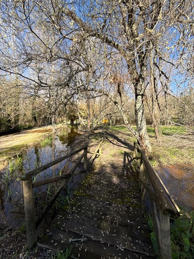 This image captures a park environment in Cantanhede, Portugal, under a clear blue sky. The foreground is dominated by a weathered wooden footbridge featuring rounded log railings. The bridge deck is covered with numerous scattered, light-colored fallen leaves and exhibits some dampness or moss. Directly beneath and alongside the bridge, a narrow body of water, possibly a stream or flooded area, reflects the blue sky and surrounding bare trees.
The scene is densely populated with deciduous trees displaying intricate, leafless branches that suggest late winter or early spring; some branches show small clusters of light green or yellow budding. Sunlight originates from the upper right, casting distinct, elongated shadows from the tree trunks and the bridge railings onto the bridge surface and the ground. The ground surrounding the water consists of bare earth and patches of green grass and vegetation. In the mid-ground, further down the path, a small, orange, tent-like structure is partially visible amidst the trees. No individuals or animals are present.