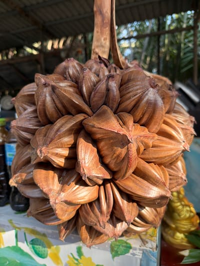 The central subject of the image is a large, spherical cluster of Nipa palm fruits (Nypa fruticans), also commonly known as "attap chee." The cluster is composed of numerous individual, ovoid fruits, predominantly brown and reddish-brown, each with distinct ridges and a pointed tip, giving them a textured, woody, and fibrous appearance. The fruits are tightly packed together, forming a dense, almost floral-like arrangement.
Bright sunlight illuminates the fruit cluster from above, creating strong highlights on the upper surfaces of the individual fruits and deep shadows within their crevices, emphasizing their intricate structure and natural sheen. A thick, woody stem or peduncle is visible extending to the left from the cluster.
The background is largely out of focus, producing a soft bokeh effect. To the left, blurry green foliage, likely palm fronds, is visible above a structure that resembles a corrugated metal roof, suggesting an outdoor or semi-sheltered environment. To the right, glimpses of a colorful, patterned surface, possibly a tablecloth or painted wall, are visible, along with a blurred golden object, which appears to be a decorative item or statue, and a pot containing green plant leaves.
The bright lighting indicates it is daytime and sunny. The presence of Nipa palm fruit strongly suggests a tropical, Southeast Asian setting, consistent with the specified location of Thoi Son, Vietnam, a region known for its Nipa palms, particularly in the Mekong Delta. The fruit appears to be displayed, possibly at a market stall or as part of a local exhibit. No people or discernible text are visible in the image.