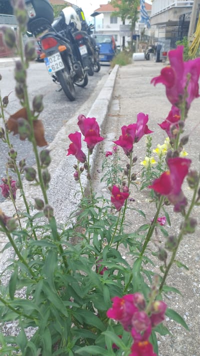 The image depicts a street scene in Νέα Κερασιά, Greece, with a focus on vibrant pink snapdragon flowers in the foreground. Behind the flowers, parked motorcycles are visible, one with a license plate reading "OZZ 620". A blue car is also present in the background, along with buildings and a Greek flag. The ground is a mix of asphalt and concrete, with a concrete curb separating the road from a sidewalk. The overall impression is a quiet, residential street with a touch of natural beauty.