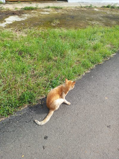 An orange tabby cat sits on a gray asphalt path, scratching its neck with its hind leg. The cat's tail extends behind it. Green grass grows alongside the path, transitioning to a dirt and concrete area with sparse vegetation further back. The scene is bathed in bright daylight.