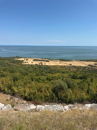 The image captures a serene, panoramic view of a coastal landscape in Cagnano Varano, Italy. The foreground is dominated by dry, golden grasses and rough, weathered stones, suggesting an elevated vantage point. Beyond this rocky embankment, a verdant, dense forest stretches across the mid-ground, its foliage a mix of greens and yellows, indicative of a warm, possibly dry, season. In the distance, a vast expanse of calm, blue water stretches to the horizon, meeting a clear, pale blue sky.

Several cultivated fields are visible in the mid-ground, appearing as golden swathes of harvested crops, likely wheat or barley, interspersed with scattered trees, possibly olive trees given the Mediterranean setting. Thin lines of buildings or structures are discernible along the shoreline. The overall impression is one of natural beauty and agricultural activity, with the sea serving as a prominent backdrop. There are no people or animals visible in the frame. The image is taken from a high angle, looking down and out towards the water.