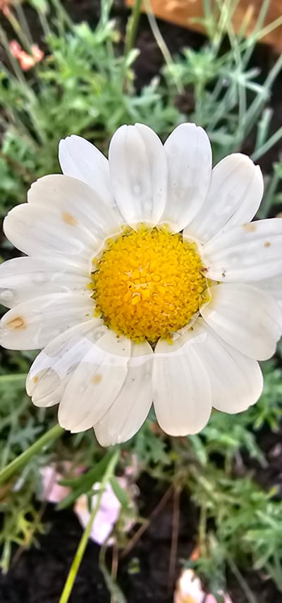 A close-up, vertical shot showcases the bright yellow center of a white daisy. The daisy's petals are delicate and appear slightly wet, with a few faint brown spots visible. The background is blurred, revealing lush green foliage and hints of other soft-colored flowers, suggesting an outdoor garden setting. The image's focus is solely on the intricate details of the daisy, highlighting its natural beauty. The specific location of Kilwinning, United Kingdom, is not discernible from the visual content of the image.