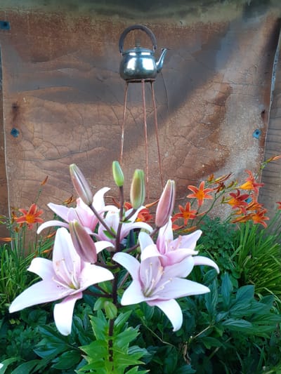 This image depicts an outdoor scene with a prominent display of lilies, both pink and orange. In the background, a weathered, textured wall, possibly made of wood or metal with a cracked surface, serves as a backdrop. A metallic teapot rests on a tall, slender stand in front of the wall. The overall impression is one of a garden or decorative outdoor space. The image was taken in Deremezna, Ukraine.