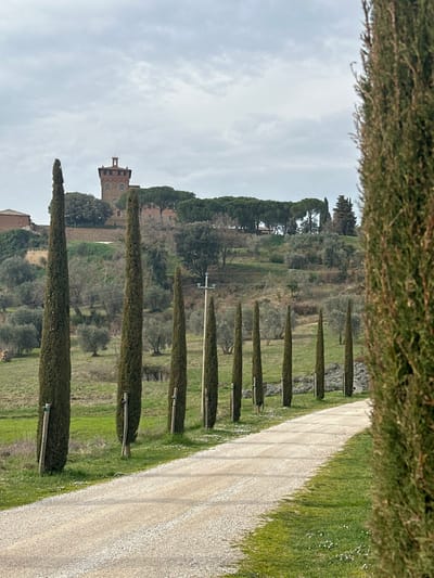An outdoor scene in Pienza, Italy, depicts a rural landscape under an overcast sky. A light-colored gravel road occupies the lower-center, curving slightly rightwards and receding into the midground. To the left of the road, a line of eight tall, slender cypress trees stands vertically, each supported by a wooden stake. Green grass with scattered small white flowers borders the road and surrounds the cypress trees. A utility pole with two horizontal crossbars is visible among the cypress trees, positioned roughly in the center of the image horizontally. On the far right, a partial view of another tall cypress tree serves as a foreground element. Beyond the road and cypress trees, a series of rolling hills covered with olive groves and other scattered trees extends into the midground. In the distant background, atop a prominent hill, a multi-story, light-brown stone tower with a square base and a smaller, open upper section topped by a dark pyramidal roof is visible, surrounded by dense dark green trees, predominantly pines. Other reddish-roofed structures are partially observable within the tree line on the distant hill. No human figures or active subjects are present.
