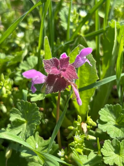 The image depicts a close-up view of various plants growing in an outdoor environment. A prominent feature is a plant with purple and reddish-purple flowers and leaves, possibly a Purple Deadnettle (Lamium purpureum). Other green plants surround it, including grasses and other broadleaf vegetation. There is also a small white flower with a star shape. The scene is brightly lit, suggesting daylight conditions. The location is presumed to be Vetren, Bulgaria.