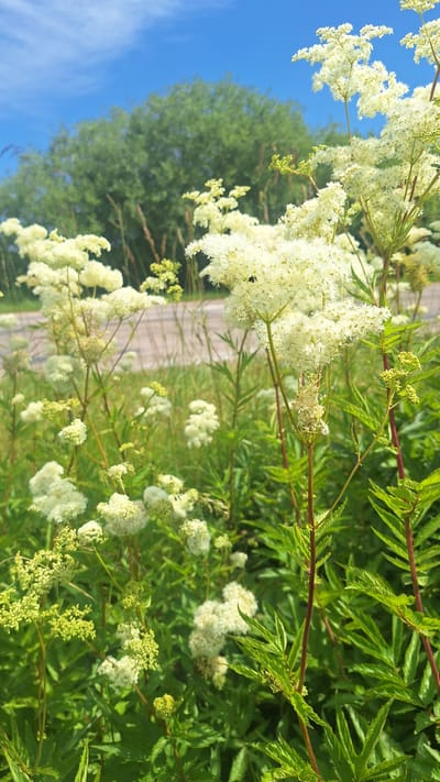In Aviekste, Latvia, on a clear day with a bright blue sky, a field of white wildflowers blooms vibrantly in the foreground. The delicate blossoms, clustered on tall stems, are the primary focus, their fluffy appearance suggesting a meadow in full bloom. Behind the flowers, a blurred background reveals a road and a dense green tree line, indicating a natural landscape bordering a route. The overall scene conveys a sense of summer and the beauty of the Latvian countryside.
