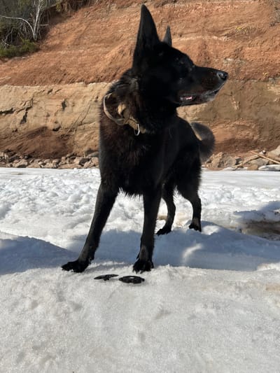 The image shows a black dog standing on a snow-covered surface. The dog appears to be looking upwards. Behind the snow, there is a dirt slope. The location is inferred to be Berkuty, Russia. There are no people visible in the image. The dog is wearing a collar. Near the dog's feet are two metal objects on the snow.