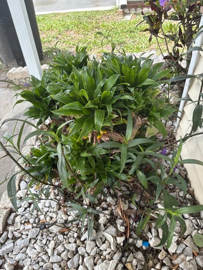 This is a high-angle, eye-level medium shot of a tropical plant with dense, glossy green leaves. The plant is situated outdoors, surrounded by light-colored gravel. In the background, there is a patch of green grass and a light-colored siding wall. To the left of the plant, a white post is visible, and a gray concrete walkway is also present. The image captures the plant from a top-down perspective, emphasizing its lush foliage and the surrounding landscaping elements. The overall impression is that of a well-maintained outdoor space, likely in a residential or commercial setting.