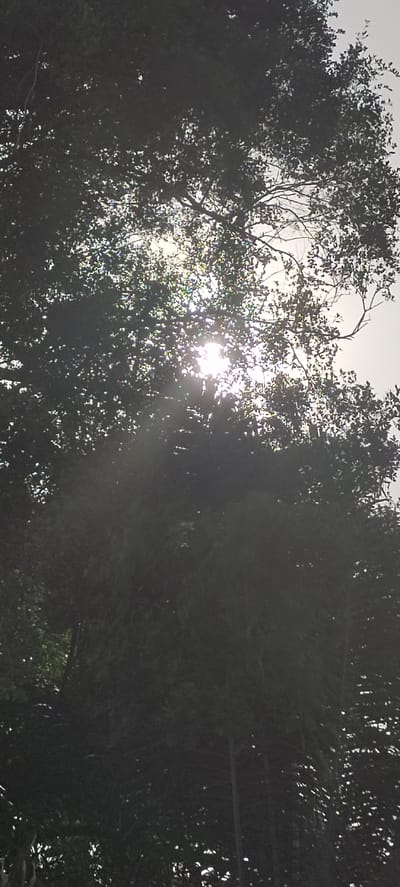 The image shows a dappled sunlight effect filtering through the dense foliage of trees. The sun is partially obscured, creating bright rays and lens flare. The scene appears to be an outdoor environment, likely a park or a wooded area. There are no people or specific objects clearly identifiable besides the trees and sunlight. The overall impression is one of natural light interacting with vegetation.