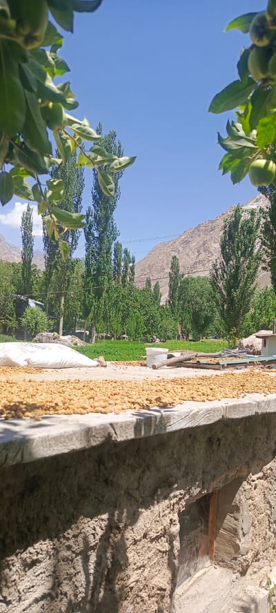 In Sanobod, Tajikistan, a rural landscape unfolds under a clear blue sky. In the foreground, a concrete surface is covered with small, dried, light brown objects, possibly grains or dried fruit, spread out for sun-drying. To the left, a large white sack, partially filled, rests on the same surface. Behind this drying area, a lush green field is visible, bordered by tall, slender trees and more trees with denser foliage. In the background, rugged, arid mountains rise, their slopes etched with lines and textures. The scene suggests agricultural activity and the natural beauty of the region.