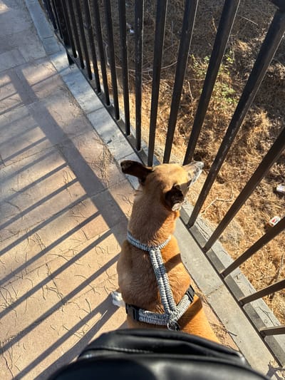The media file shows a medium shot, taken from above, of a tan-colored dog wearing a white rope harness. The dog is looking down through a black metal fence. The fence is composed of vertical bars. Beyond the fence, dry, brown grass and some green vegetation are visible. The ground in front of the fence is paved with light-colored square tiles, and the shadow of the fence creates a striped pattern across the tiles. A person's black shoe or boot is visible in the bottom right corner of the frame, suggesting the photograph was taken by someone standing next to the dog. The lighting indicates it is daytime, likely late afternoon due to the long shadows. The scene appears to be outdoors in a dry, sunny climate, consistent with the location context of Aguadulce, Spain. No text is visible in the image. The dog's posture suggests curiosity or interest in something below.