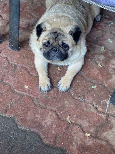 The image shows a pug lying on a red paver patio. The pug is light brown with black markings on its face. Its fur appears damp. The pug is looking directly at the camera with a sad expression. The patio is made of interlocking red pavers, and there are some small green leaves and white debris scattered on the ground. To the left of the pug is a dark metal table leg. To the upper right, a portion of a purple cushion is visible. The overall impression is of a pet resting outdoors in a residential area. Lütjenwestedt, Germany is a rural municipality, and this scene is consistent with a domestic outdoor space in such a location.