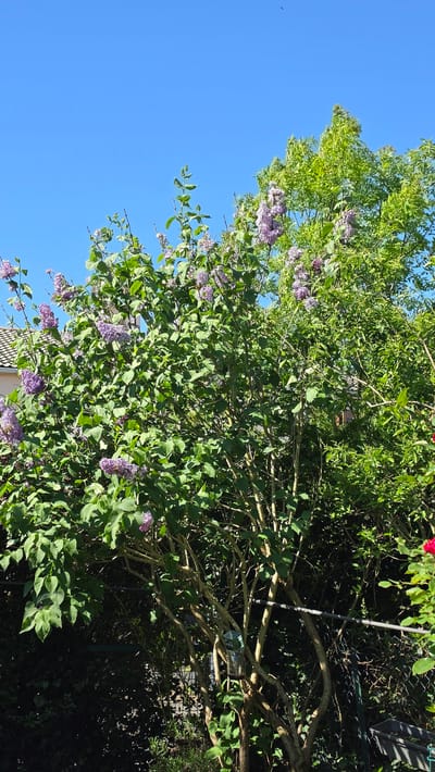 The image displays a vibrant outdoor scene, primarily featuring a large, flowering lilac bush or tree against a clear, bright blue sky. The bush occupies most of the right and center of the frame, characterized by numerous fresh green leaves and clusters of light purple flowers, indicative of springtime or early summer.
The left side of the frame is dominated by an expansive, cloudless blue sky, suggesting a sunny and pleasant day. Bright natural light illuminates the foliage, creating varied shades of green and highlighting the delicate purple blossoms.
Within the denser branches of the bush, particularly towards the bottom right, a clear plastic bottle is visible, either suspended or resting on a branch. Its purpose is not explicitly clear but suggests a homemade garden feature, possibly a bird feeder or an insect trap. In the background, beyond the main bush, a dark fence and additional green vegetation are discernible. A small red flower, possibly a rose, peeks into the top right corner of the frame. At the bottom left, a small portion of a light-colored building, likely a house or garden structure, is visible beneath the lower branches of the lilac.
No specific activity is taking place, but the scene portrays a tranquil and natural garden or backyard environment. The time of day is clearly daytime, marked by the bright sunlight. No text is visible in the image. The location is contextualized as Magny-les-Hameaux, France.