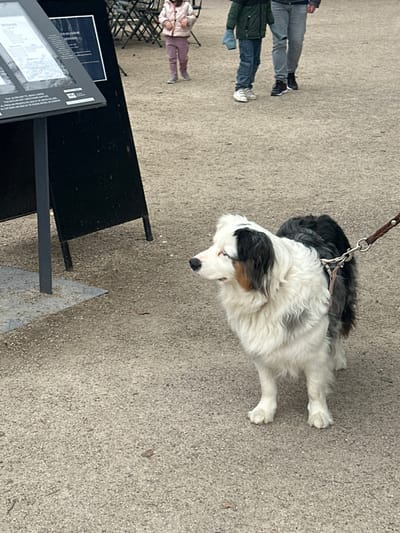 The image depicts a white and black dog standing on a gravel path in front of a black signpost. The dog is wearing a harness and is leashed. The dog's head is tilted slightly to the side, and it appears to be looking to the right of the image. There are three people in the background, walking away from the camera on a paved path. The people are all wearing casual clothing. The location is Chateau de Chambord in Chambord, France (latitude: 47.616, longitude: 1.517). The scene is one of a dog being leashed while walking on the grounds of Chateau de Chambord. The dog is being walked in the afternoon, when the sun is high in the sky. The path is gravel and the signpost has an informational sign with white text on a black background. The dog's tail is wagging slightly, which indicates that it is enjoying the walk.