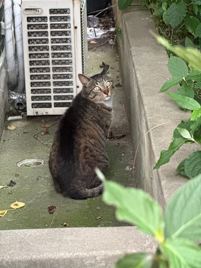 A brown tabby cat with yellow eyes is lying on a concrete surface. The cat is facing the camera, with its head tilted upwards. It has distinctive stripes on its fur and white markings on its chest and chin. Next to the cat is a white air conditioning unit with a grille. Green leaves and branches are visible in the upper and right parts of the frame, suggesting an outdoor setting with vegetation. The concrete surface appears damp and slightly grimy, with a few fallen leaves scattered on it. The overall lighting suggests it might be daytime, possibly overcast, given the soft illumination. The cat's wide eyes convey a sense of curiosity or alertness. The scene is set in Mokpo-si, South Korea.