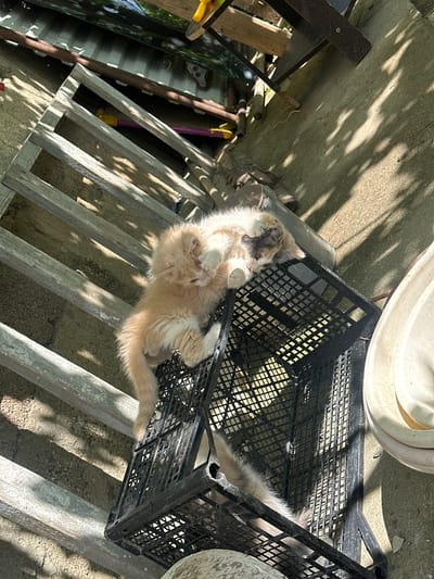 Two cats are nestled together on a black plastic crate in an outdoor setting. One cat, a fluffy ginger and white Persian, is lying on its back, with its paws extended upwards and its face partially obscured by its own paw. The other cat, a calico with patches of white, brown, and gray, is curled up beside it, partially visible beneath the ginger cat. The crate is positioned on a series of weathered wooden planks that appear to be part of a makeshift structure. The ground beneath the planks is rough and appears to be dirt or gravel. Sunlight casts dappled shadows on the scene, suggesting it is daytime and the area is exposed to the sun. In the background, there are glimpses of corrugated metal sheeting, wooden planks, and concrete. The overall impression is one of a quiet, domestic scene, likely in a backyard or alleyway, where the cats have found a comfortable resting spot. The specific location of Subutli-Miatli, Russia, is not visually discernible from the image itself.