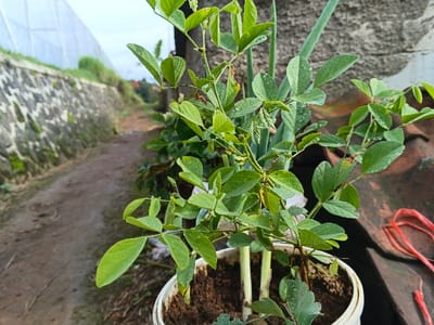 A potted plant with vibrant green leaves sits prominently in the foreground, complemented by green onions. A narrow dirt path stretches into the distance, bordered by a moss-covered stone wall and a wire mesh fence structure. The backdrop blends a mix of vegetation and structures. The pot contains dark soil and some support sticks for the plant. A piece of red plastic string rests near the edge of the photo.