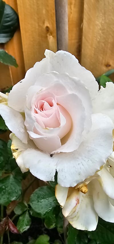 A close-up, eye-level shot focuses on a white rose with delicate pink inner petals. The rose is damp, with visible water droplets on its petals. A small, dark insect, possibly a fly or spider, is perched on one of the outer petals. The background consists of a blurred wooden fence and green leaves, some of which are also wet. The overall lighting is soft, suggesting an outdoor setting. The image is likely taken in Kilwinning, United Kingdom, based on the context provided.