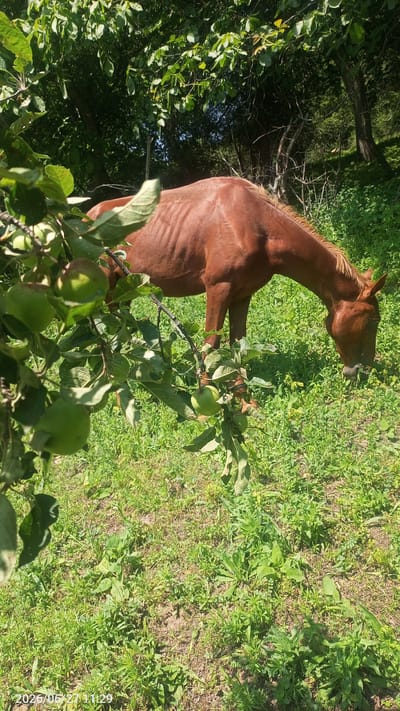 The image depicts a chestnut horse grazing in a grassy area with trees and foliage in the background. The horse is positioned in the center-right of the frame, with its head lowered to the ground, suggesting it is eating. In the foreground, a branch laden with green apples hangs into the frame from the left, adding a natural element to the scene. The setting appears to be outdoors, likely in a rural or natural environment. Sunlight dapples through the leaves, indicating it's daytime, possibly morning or afternoon. The overall atmosphere is peaceful and serene. Visible text in the bottom left corner reads "2026/06/27 11:29," which is likely a date and time stamp. The location context is provided as Жай-Терек, Kyrgyzstan.