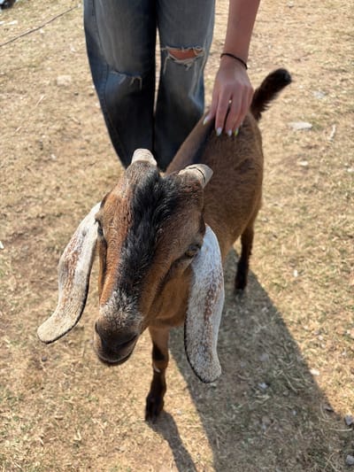 A young goat with brown and black fur and long, spotted ears stands on dry, light brown grass. A person's legs, wearing ripped blue jeans, are visible above the goat. The person's hand, with fingernails painted green and white, is gently touching the goat's back near its tail. The scene is outdoors, with shadows cast on the ground, suggesting it is daytime. The location is specified as Ivanyane, Bulgaria.